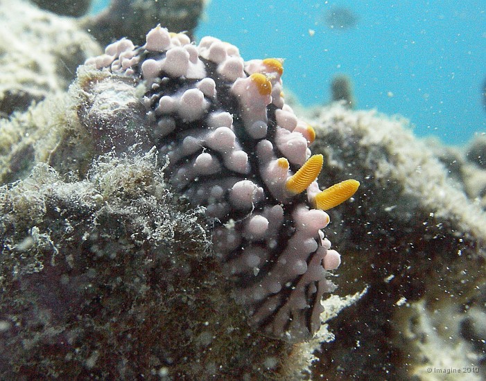 115- Nudibranche Phyllidia elegans - Ilot Maitre.JPG